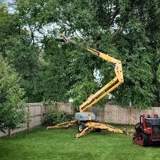 Best Tree and Shrub Care  in Buena Vista, GA