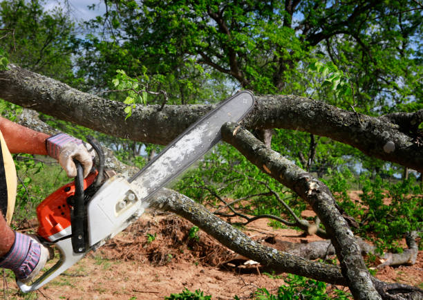 Mulching Services in Buena Vista, GA